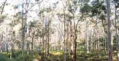 Boyanup Karri forest