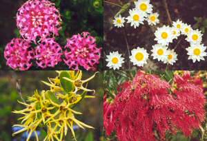 Albany Windfarm wildflowers