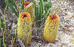 Prostrate Banksia