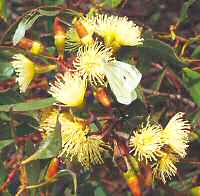 Eucalypt and butterfly