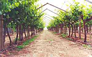 Carnarvon grapevines