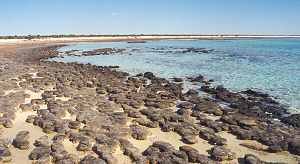 Hamelin pool