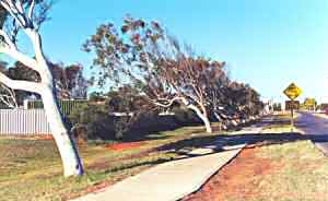 Leaning trees at Carnarvon