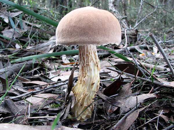 Austroboletus lacunosus 1