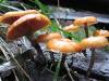 Galerina patagonica group 3