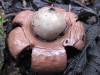 Geastrum triplex 1