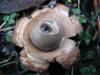 Geastrum triplex 2