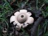 Geastrum triplex 3