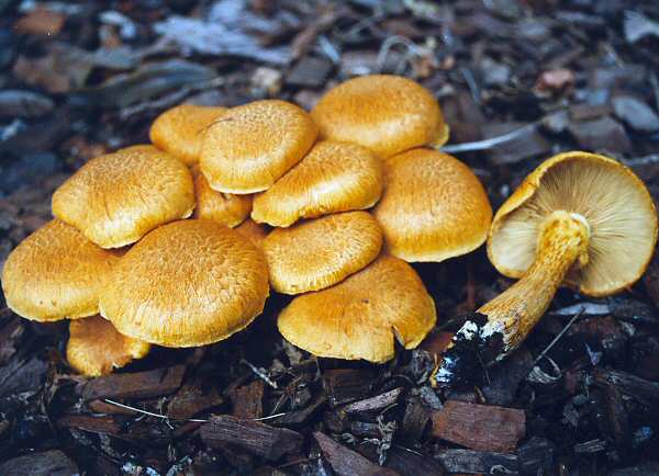 Gymnopilus Junonius