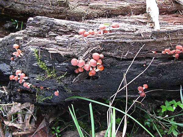 Hypholoma australe 1