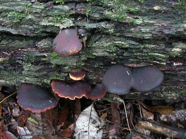 Polyporus melanopus 1