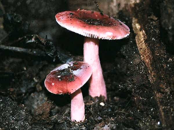 Russula aff. rosacea 1